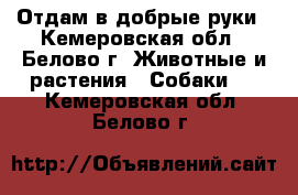 Отдам в добрые руки - Кемеровская обл., Белово г. Животные и растения » Собаки   . Кемеровская обл.,Белово г.